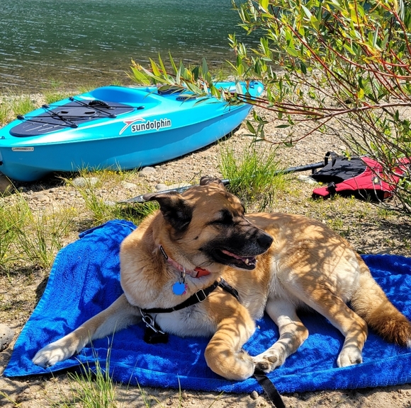 Meet your Posher, Sam - Picture 1 of 1